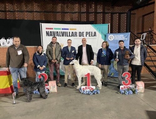 CONCURSO NACIONAL CANINO EN NAVALVILLAR DE PELA